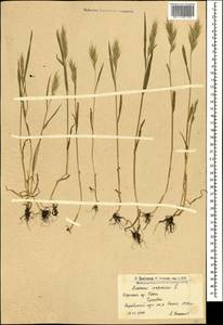 Bromus scoparius L., Caucasus, Armenia (K5) (Armenia)