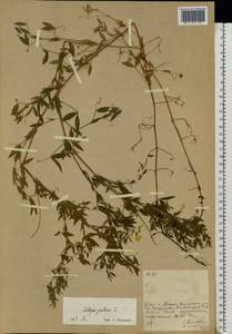 Lathyrus pratensis L., Eastern Europe, Moscow region (E4a) (Russia)