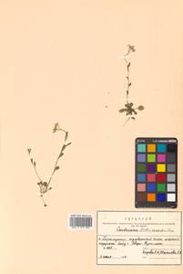 Arabidopsis lyrata subsp. kamchatica (Fisch. ex DC.) O'Kane & Al-Shehbaz, Siberia, Russian Far East (S6) (Russia)