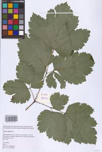 Actaea spicata L., Eastern Europe (no precise locality) (E0)