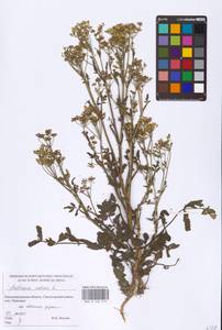 Pastinaca sativa L., Eastern Europe, North-Western region (E2) (Russia)