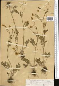 Ranunculus sewerzowii Regel, Middle Asia, Northern & Central Tian Shan (M4) (Kazakhstan)