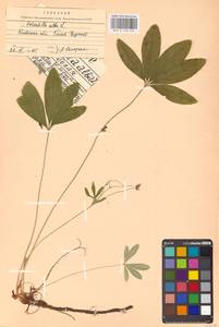 Potentilla alba L., Eastern Europe, North Ukrainian region (E11) (Ukraine)