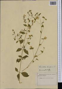 Silene baccifera (L.) Durande, Western Europe (EUR) (Romania)
