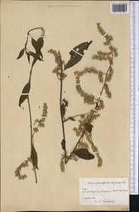 Chamissoa altissima (Jacq.) Kunth, America (AMER) (Cuba)