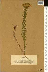 Galatella sedifolia subsp. dracunculoides (Lam.) Greuter, Siberia, Western (Kazakhstan) Altai Mountains (S2a) (Kazakhstan)