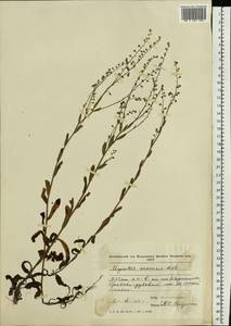 Myosotis arvensis (L.) Hill, Eastern Europe, Moldova (E13a) (Moldova)