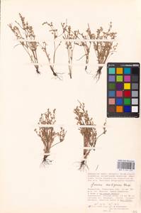 Juncus ranarius Songeon & E. P. Perrier, Middle Asia, Caspian Ustyurt & Northern Aralia (M8) (Kazakhstan)