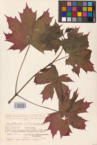 Acer platanoides L., Eastern Europe, Western region (E3) (Russia)