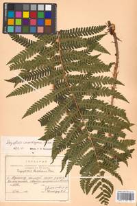 Dryopteris crassirhizoma Nakai, Siberia, Russian Far East (S6) (Russia)