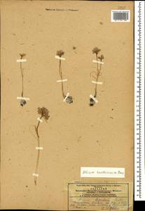Allium kunthianum Vved., Caucasus, Armenia (K5) (Armenia)