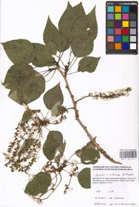 Populus tremuloides Michx., Eastern Europe, Moscow region (E4a) (Russia)