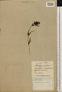 Melampyrum arvense L., Eastern Europe, Latvia (E2b) (Latvia)