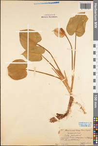 Calla palustris L., Eastern Europe, Northern region (E1) (Russia)