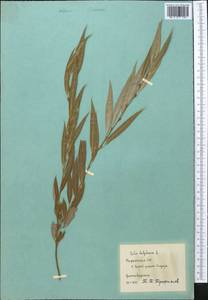 Salix babylonica L., Middle Asia, Pamir & Pamiro-Alai (M2) (Tajikistan)