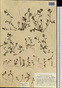 Polygonum humifusum Mert. ex K.Koch, Siberia, Western Siberia (S1) (Russia)