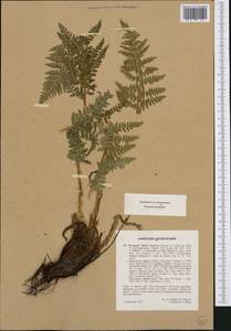 Dryopteris villarii (Bell) Woyn. ex Schinz & Thell., Western Europe (EUR) (France)