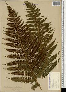 Polystichum aculeatum (L.) Roth, Caucasus, Krasnodar Krai & Adygea (K1a) (Russia)