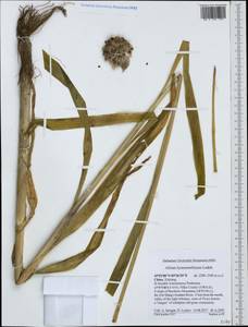 Allium hymenorhizum Ledeb., South Asia, South Asia (Asia outside ex-Soviet states and Mongolia) (ASIA) (China)