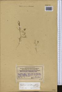 Cuminum setifolium (Boiss.) Koso-Pol., Middle Asia, Western Tian Shan & Karatau (M3) (Kazakhstan)