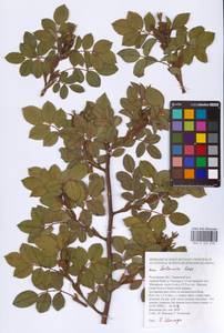 Rosa balsamica Besser, Eastern Europe, Rostov Oblast (E12a) (Russia)