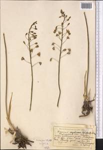 Eremurus soogdianus (Regel) Benth. & Hook.f., Middle Asia, Pamir & Pamiro-Alai (M2) (Kyrgyzstan)