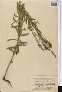 Linaria acutiloba Fisch. ex Rchb., Middle Asia, Dzungarian Alatau & Tarbagatai (M5) (Kazakhstan)
