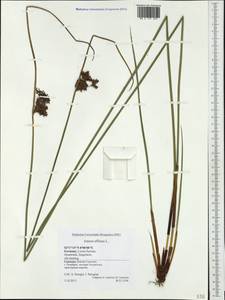 Juncus effusus L., Western Europe (EUR) (Germany)