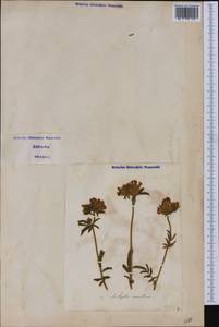 Anthyllis vulneraria subsp. maritima (Hagen)Corb., Western Europe (EUR) (Italy)