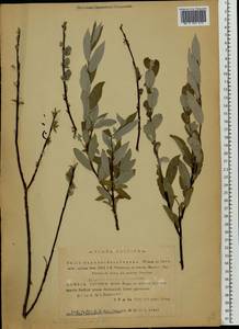 Salix daphnoides × rosmarinifolia, Eastern Europe, Latvia (E2b) (Latvia)