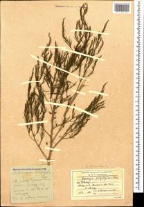 Asparagus officinalis L., Caucasus, Stavropol Krai, Karachay-Cherkessia & Kabardino-Balkaria (K1b) (Russia)