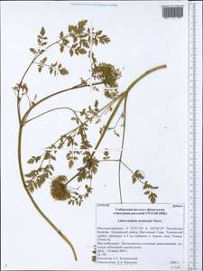 Lithosciadium multicaule Turcz., Siberia, Baikal & Transbaikal region (S4) (Russia)