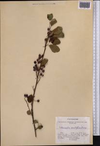 Cotoneaster multiflorus Bunge, Middle Asia, Northern & Central Tian Shan (M4) (Kazakhstan)