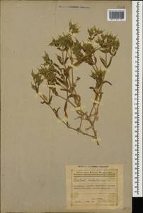 Cerastium dichotomum L., Caucasus, Azerbaijan (K6) (Azerbaijan)