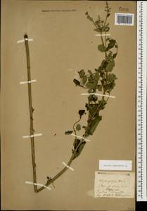 Nepeta nuda subsp. nuda, Caucasus, Stavropol Krai, Karachay-Cherkessia & Kabardino-Balkaria (K1b) (Russia)