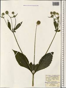 Dipsacus strigosus Willd., Caucasus, Krasnodar Krai & Adygea (K1a) (Russia)