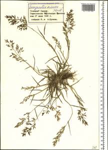 Eragrostis minor Host, Caucasus, Stavropol Krai, Karachay-Cherkessia & Kabardino-Balkaria (K1b) (Russia)