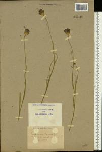 Centaurea cyanus L., Eastern Europe, North Ukrainian region (E11) (Ukraine)
