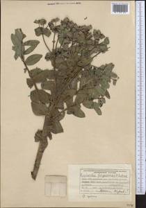 Euphorbia ferganensis B.Fedtsch., Middle Asia, Pamir & Pamiro-Alai (M2) (Kyrgyzstan)