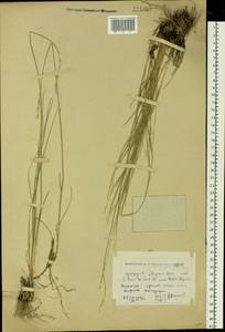 Elymus reflexiaristatus subsp. reflexiaristatus, Siberia, Western (Kazakhstan) Altai Mountains (S2a) (Kazakhstan)