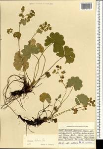 Alchemilla hebescens Juz., Mongolia (MONG) (Mongolia)