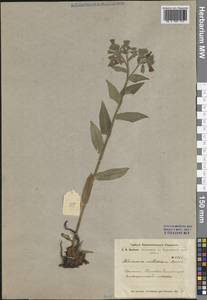 Pulmonaria mollis J.P.Wolff ex J.F.Lehm., Siberia, Central Siberia (S3) (Russia)