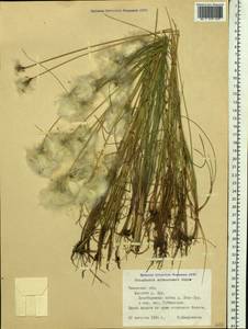 Eriophorum scheuchzeri Hoppe, Siberia, Western Siberia (S1) (Russia)