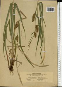 Carex utriculata Boott, Eastern Europe, North-Western region (E2) (Russia)