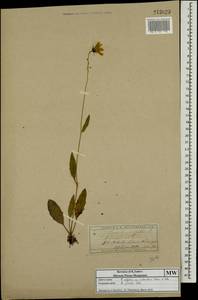 Hieracium lachenalii subsp. deductum (Sudre) Greuter, Eastern Europe, Moscow region (E4a) (Russia)