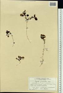 Pyrola grandiflora Radius, Siberia, Central Siberia (S3) (Russia)