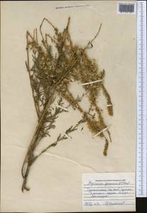 Myricaria squamosa Desv., Middle Asia, Pamir & Pamiro-Alai (M2) (Uzbekistan)