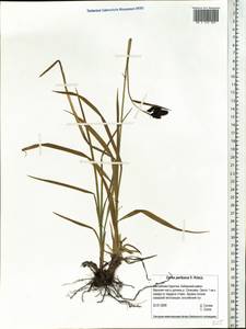 Carex aterrima subsp. aterrima, Siberia, Baikal & Transbaikal region (S4) (Russia)