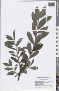 Salix gracilistyla Miq., Siberia, Russian Far East (S6) (Russia)