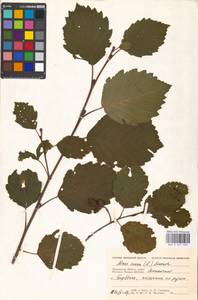 Alnus incana (L.) Moench, Eastern Europe, Moscow region (E4a) (Russia)